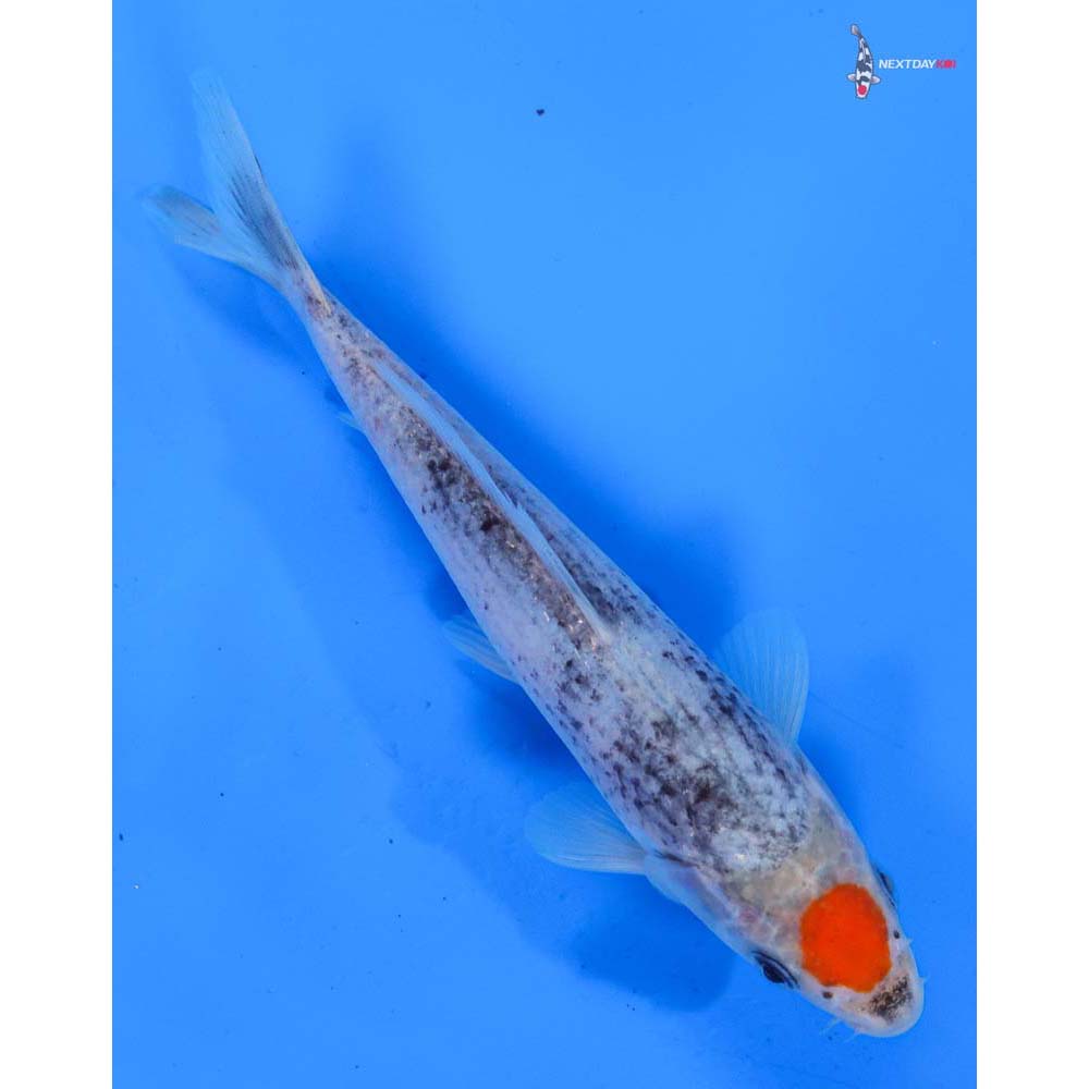 6.5” Imported Tancho Goshiki