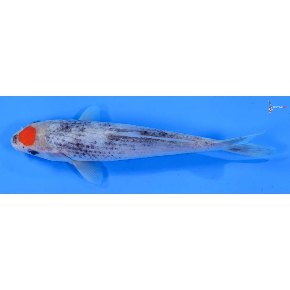 6.5” Imported Tancho Goshiki