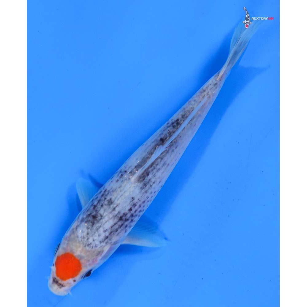6.5” Imported Tancho Goshiki