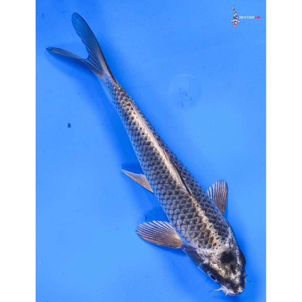 6.5” Imported Gin Matsuba