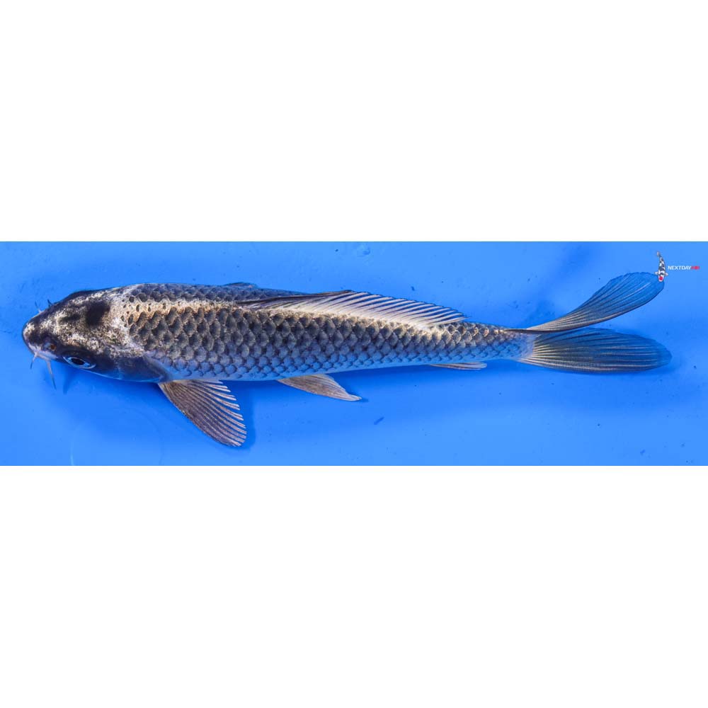 6.5” Imported Gin Matsuba