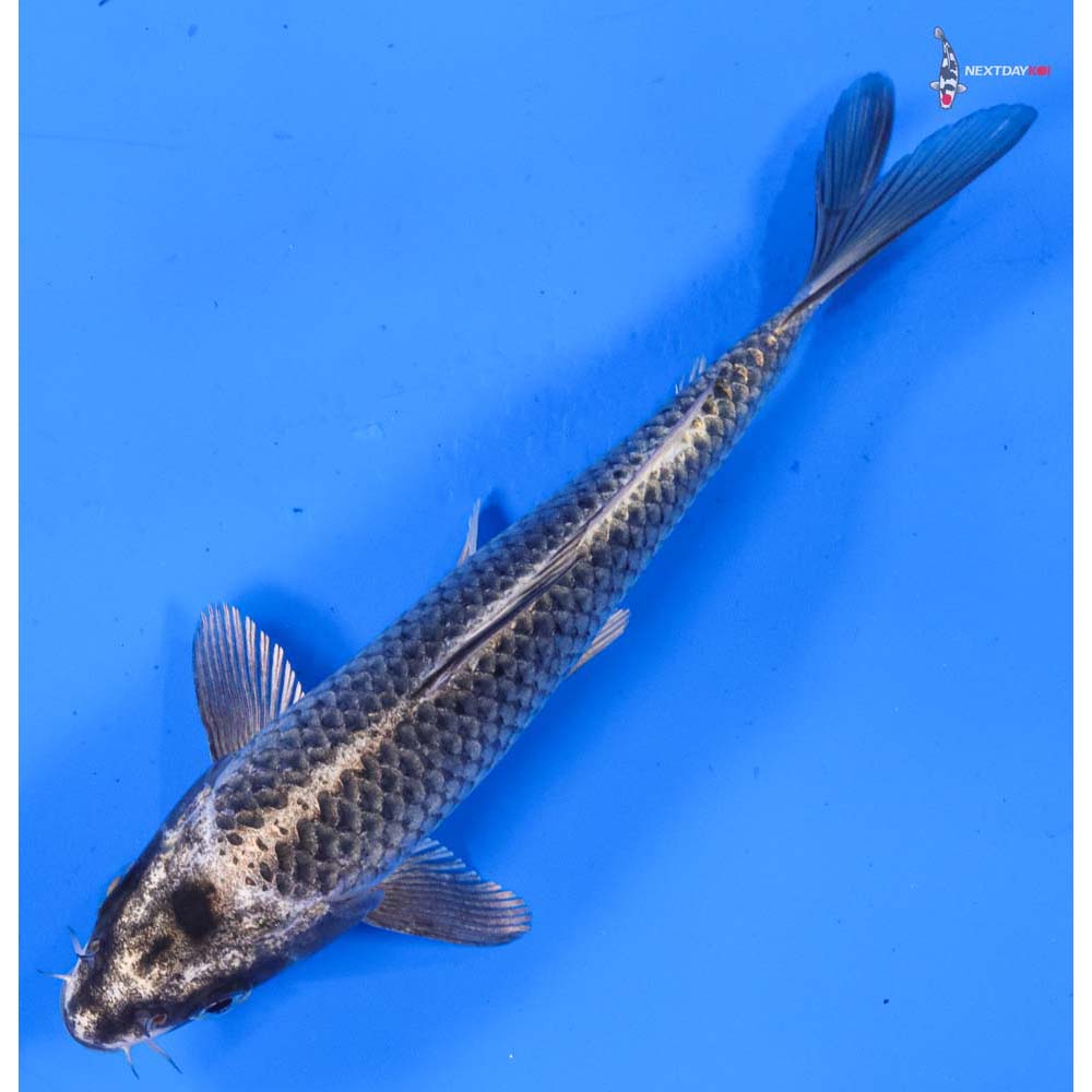 6.5” Imported Gin Matsuba