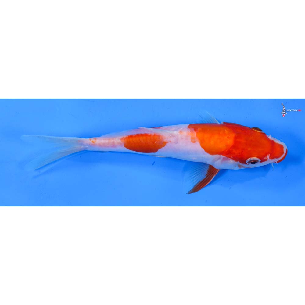 6.5” Imported Doitsu Kohaku