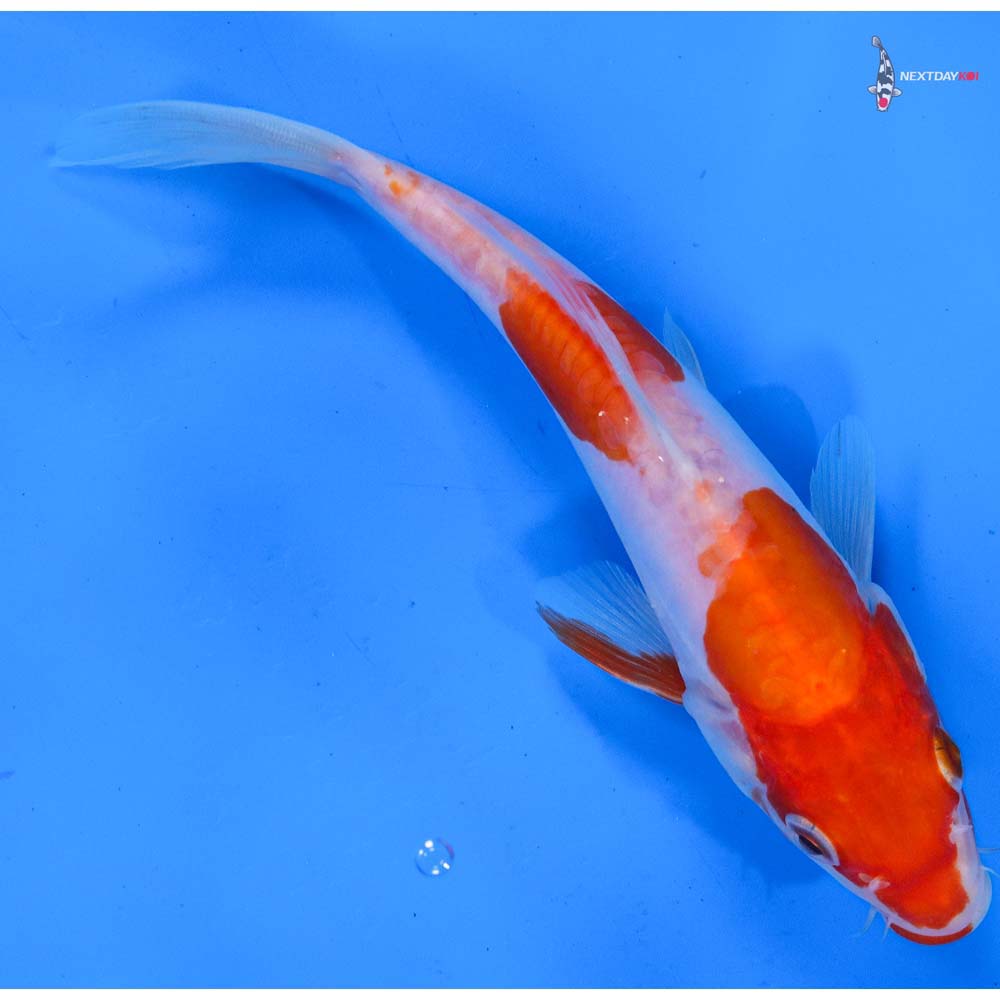 6.5” Imported Doitsu Kohaku