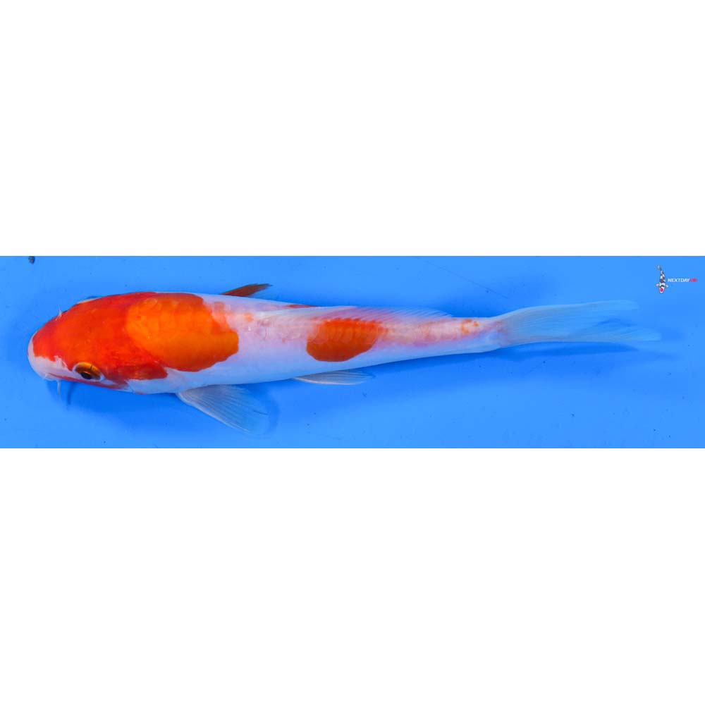 6.5” Imported Doitsu Kohaku