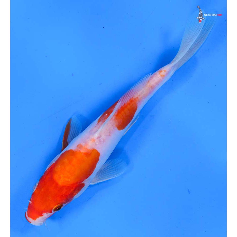 6.5” Imported Doitsu Kohaku
