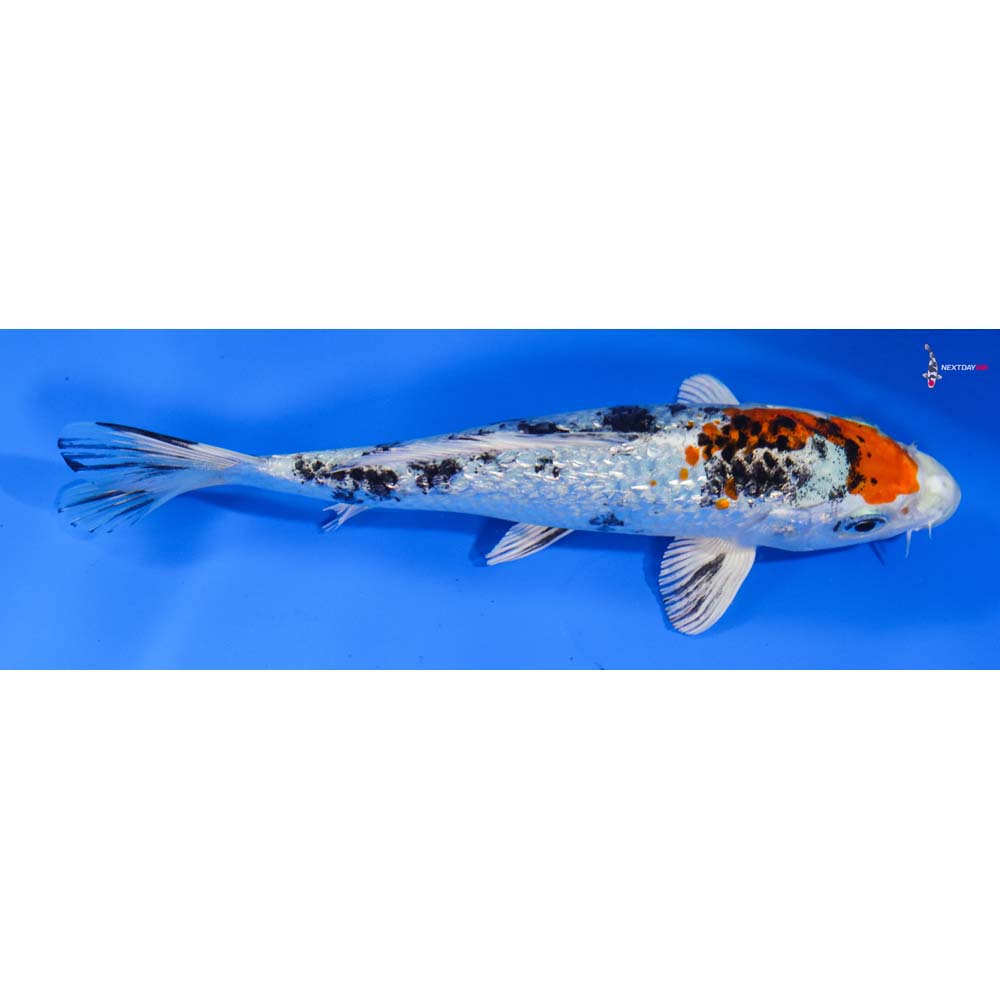 6” Imported Gin Rin Yamato Nishiki