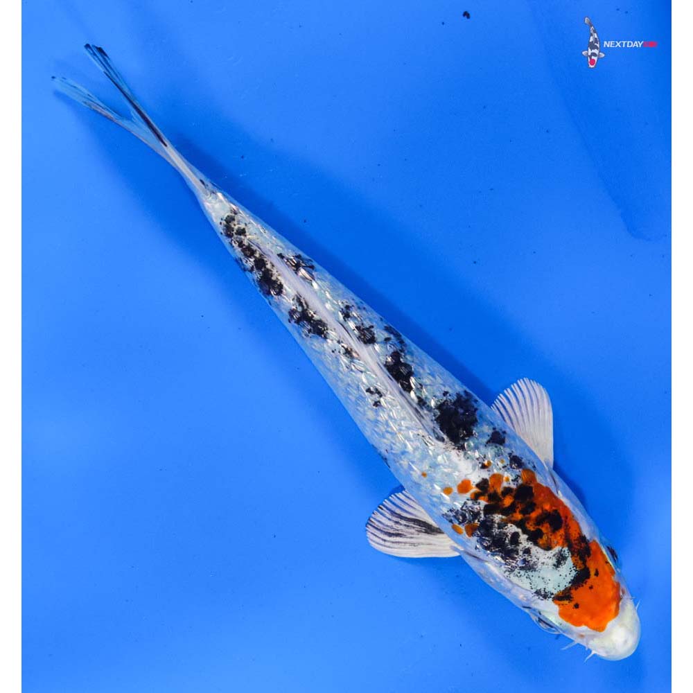 6” Imported Gin Rin Yamato Nishiki