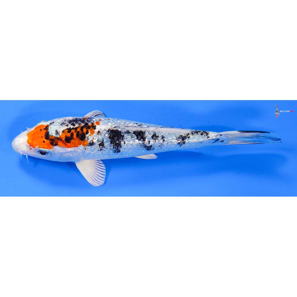 6” Imported Gin Rin Yamato Nishiki