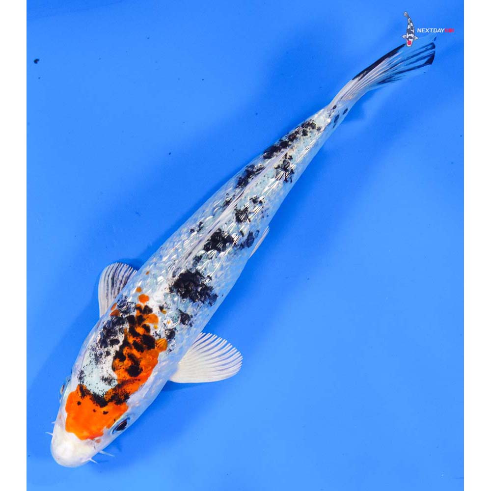 6” Imported Gin Rin Yamato Nishiki