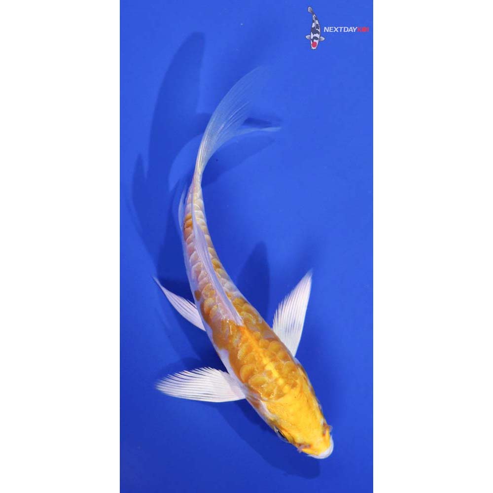 4” Imported Doitsu Lemon Hariwake Butterfly Koi