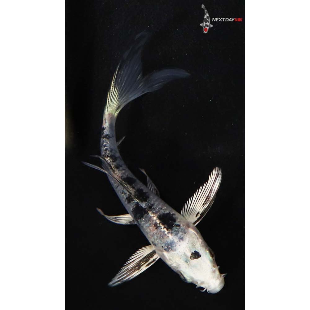 4” Imported Gin Shiro Bekko Butterfly Koi