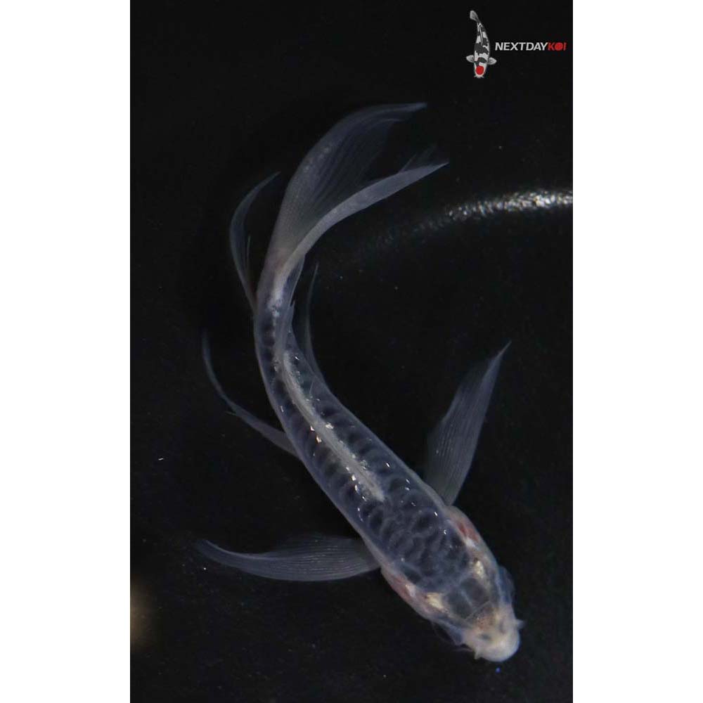 4.5” Imported Shusui Butterfly Koi