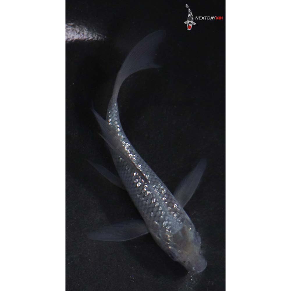 4.5” Imported Gin Rin Soragoi Butterfly Koi