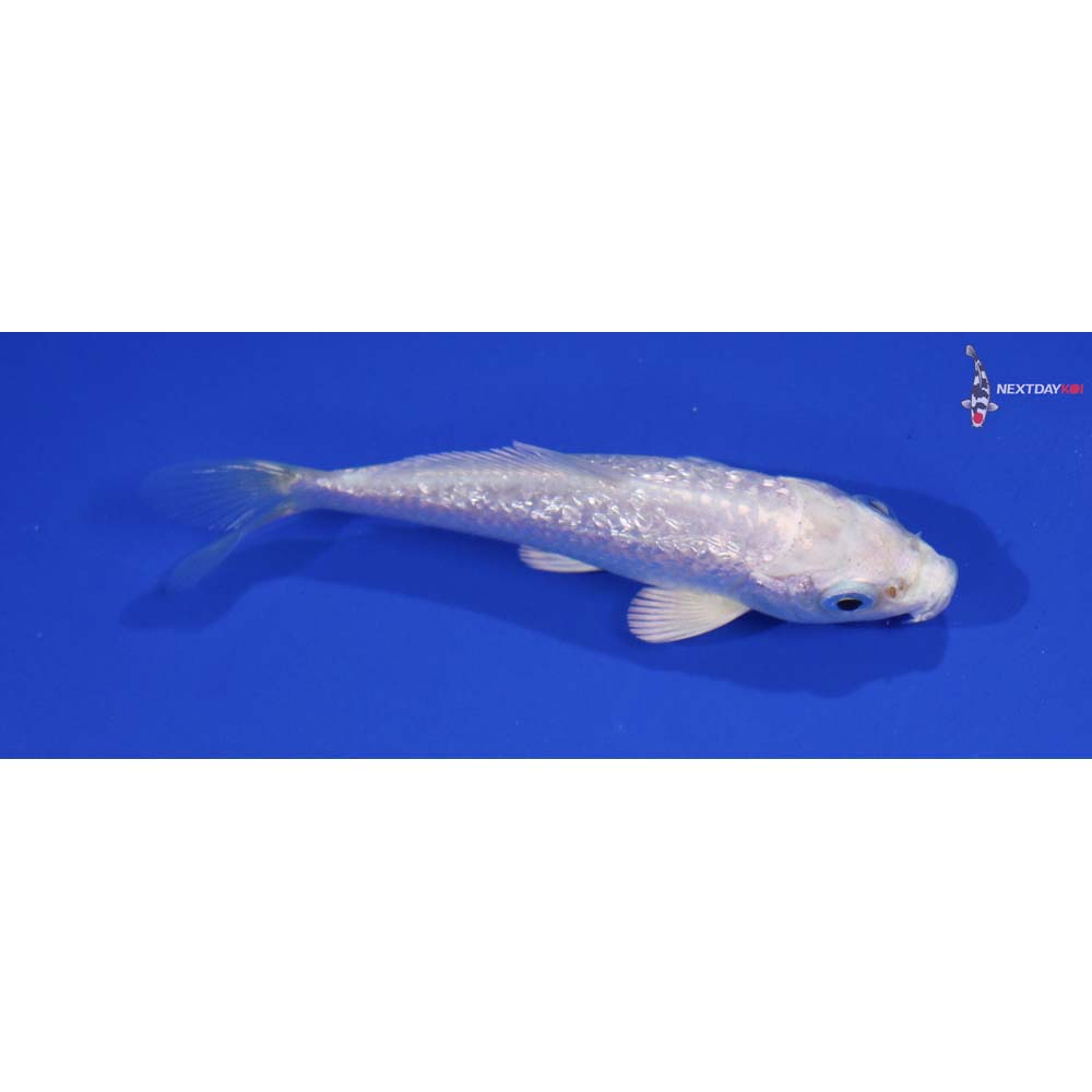 3.5” Imported Gin Rin Platinum Ogon