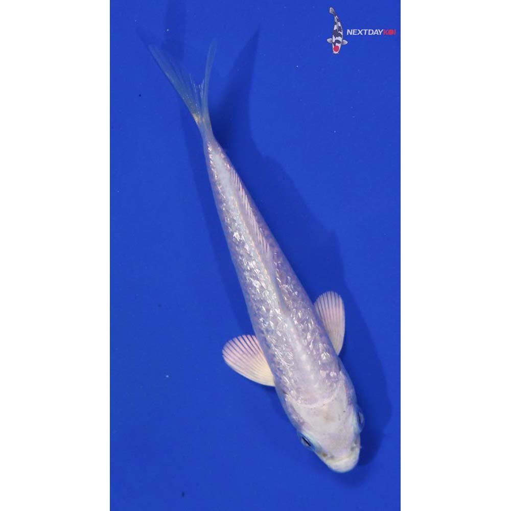 3.5” Imported Gin Rin Platinum Ogon