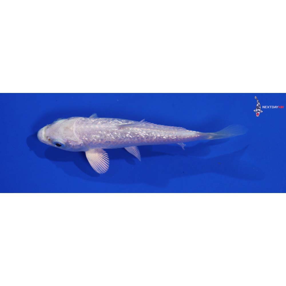 3.5” Imported Gin Rin Platinum Ogon