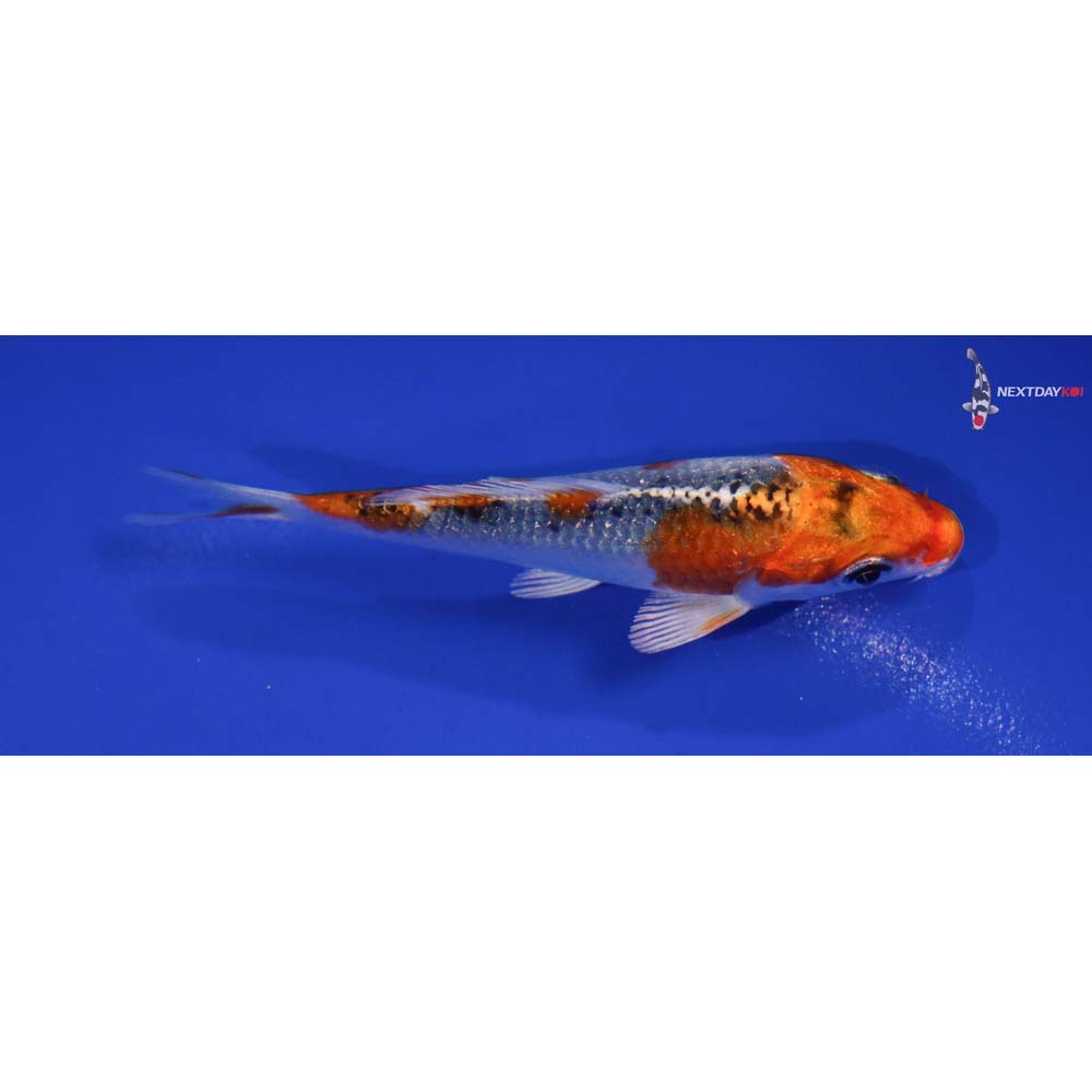 3.5” Imported Kujaku