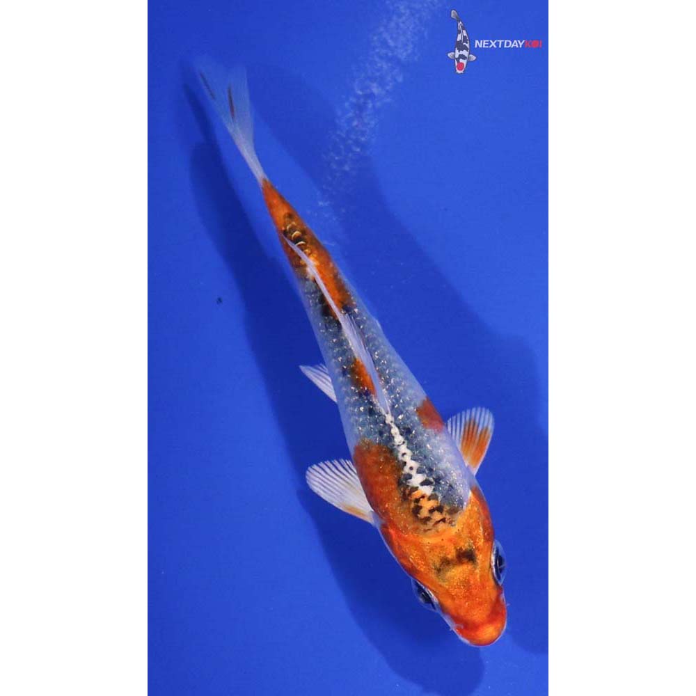 3.5” Imported Kujaku