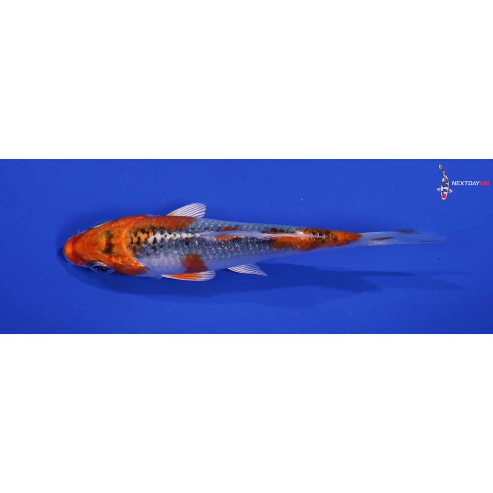 3.5” Imported Kujaku
