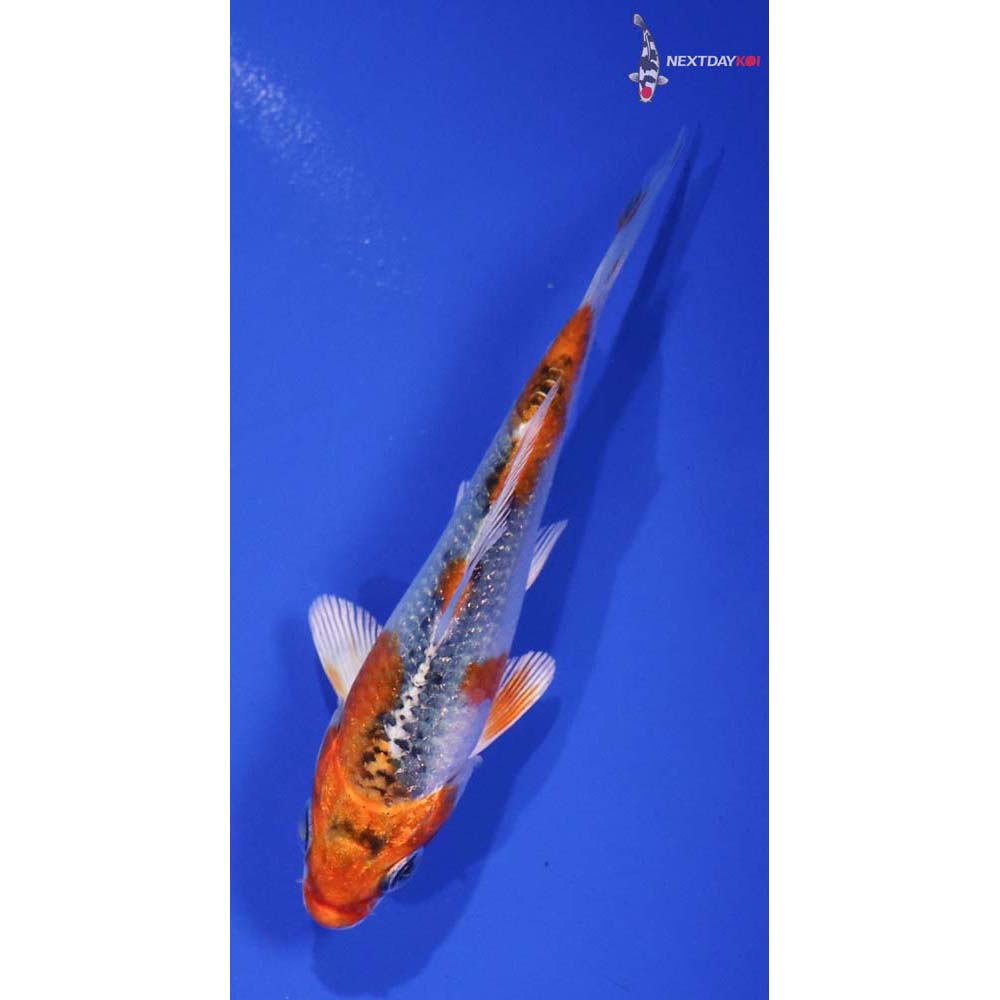 3.5” Imported Kujaku