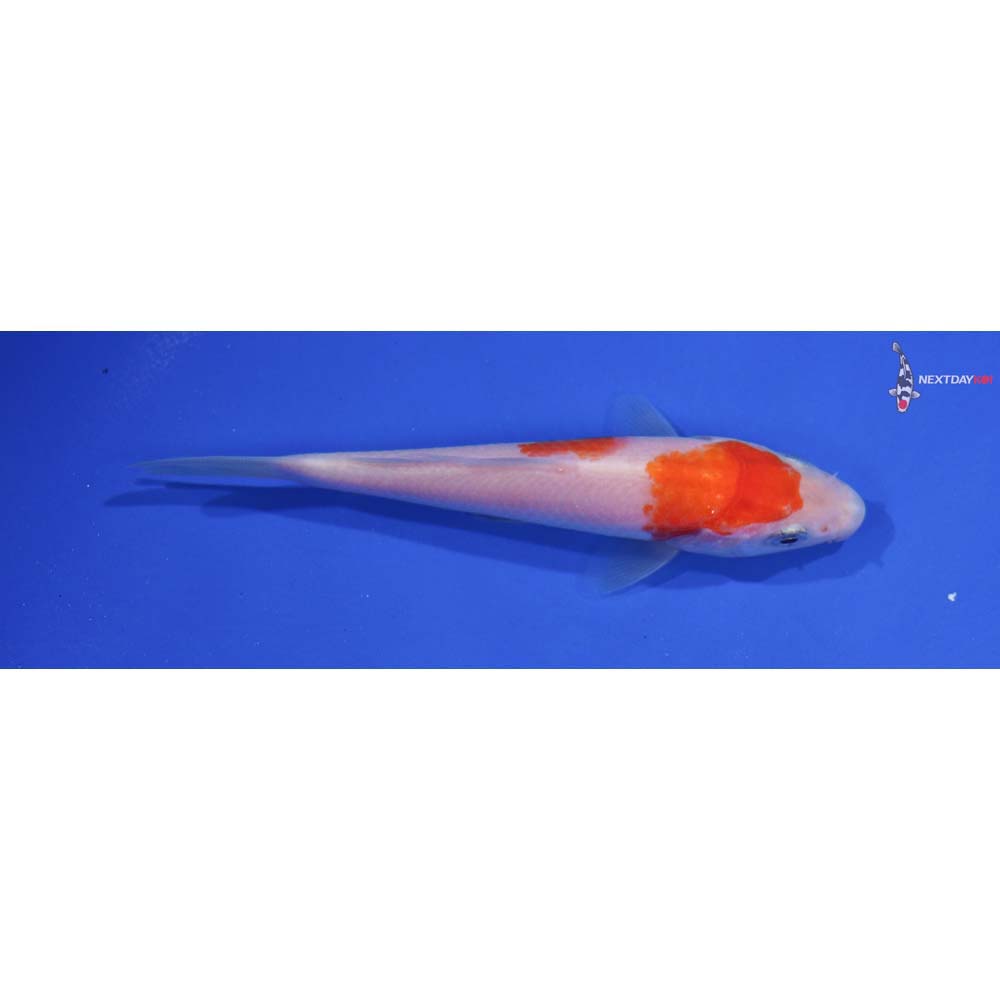 4” Imported Kohaku