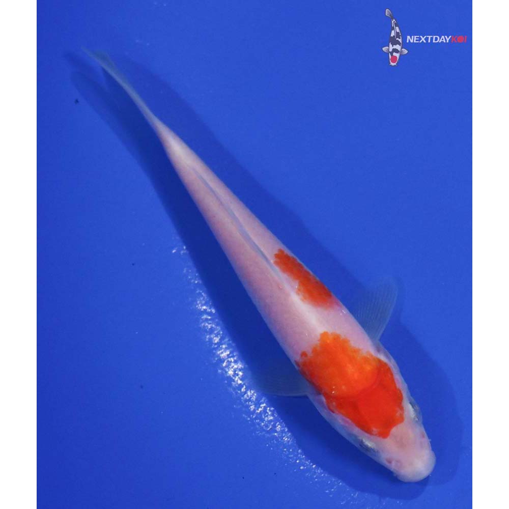 4” Imported Kohaku