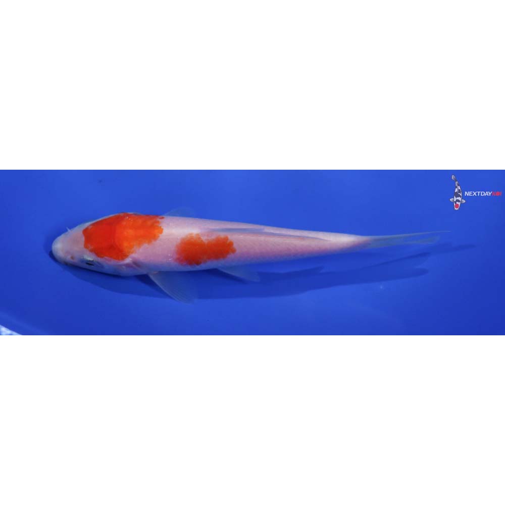 4” Imported Kohaku