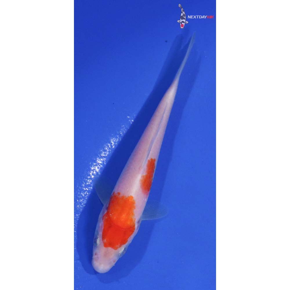 4” Imported Kohaku
