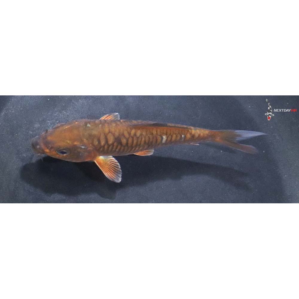4” Imported Armor Scaled Chagoi