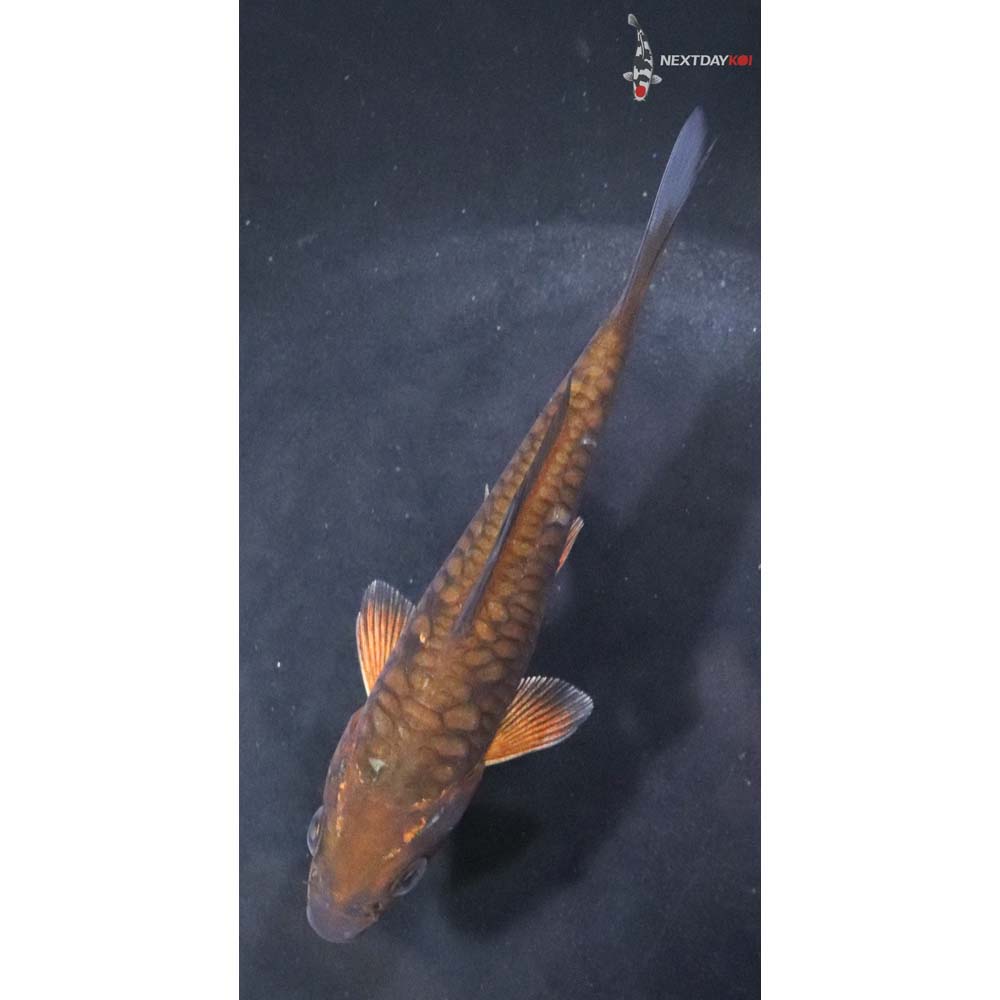 4” Imported Armor Scaled Chagoi