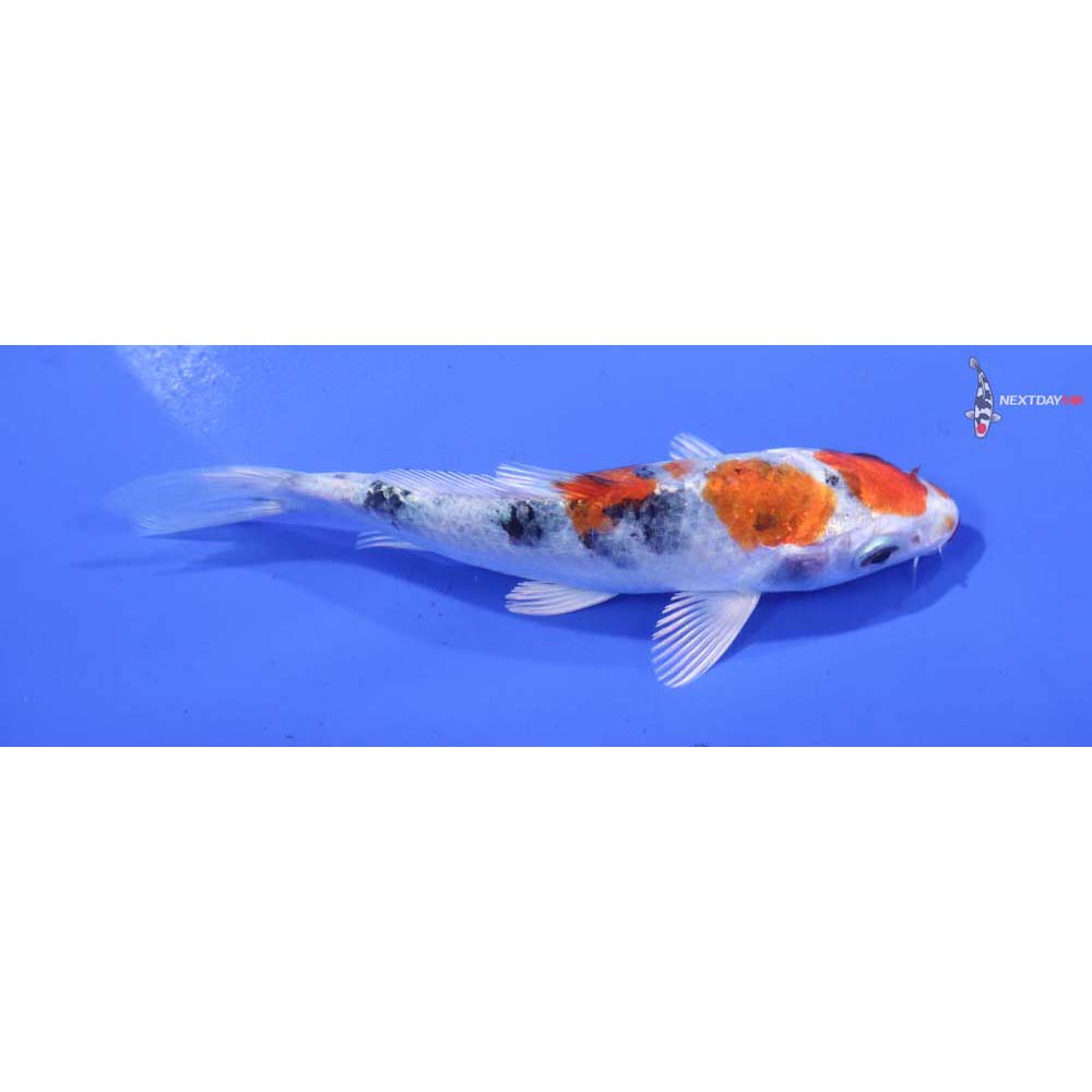 4” Imported Yamato Nishiki