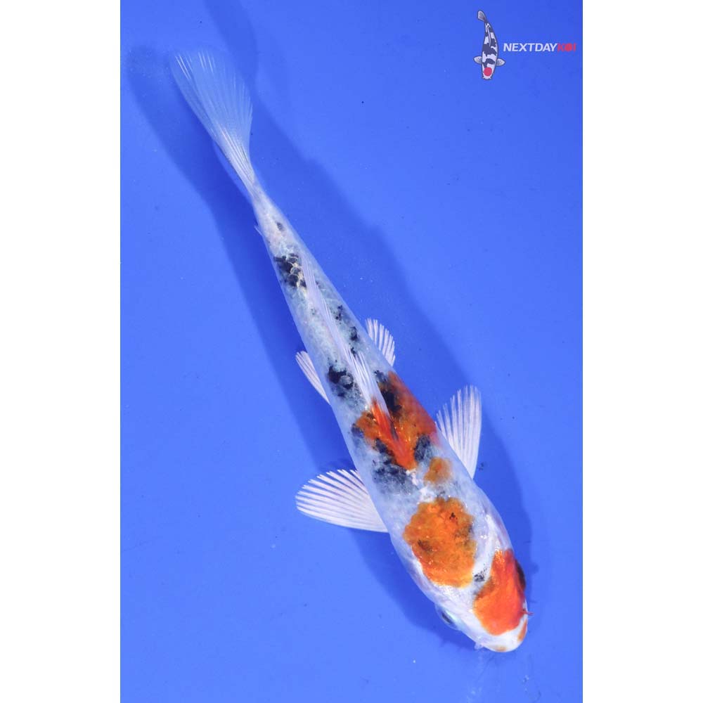 4” Imported Yamato Nishiki