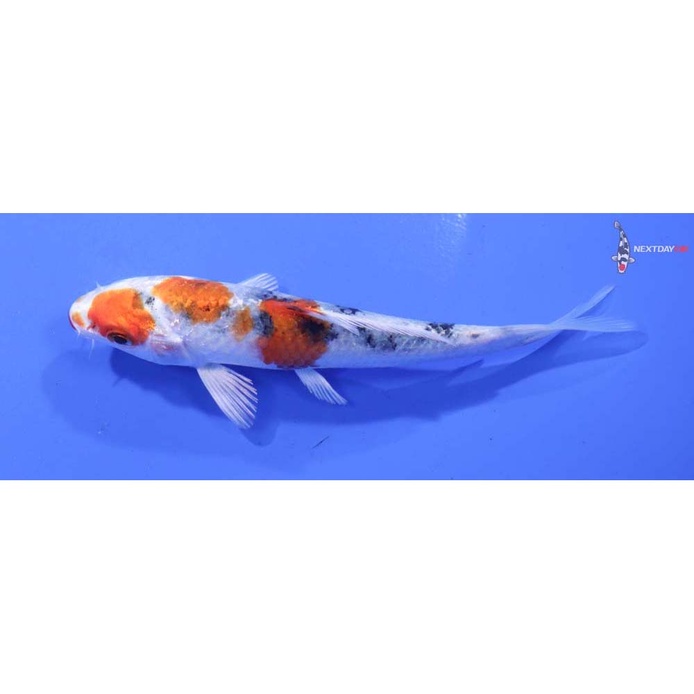 4” Imported Yamato Nishiki