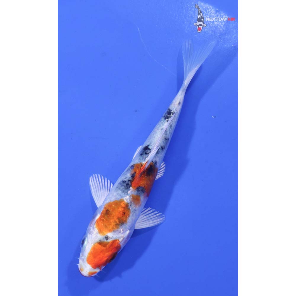4” Imported Yamato Nishiki