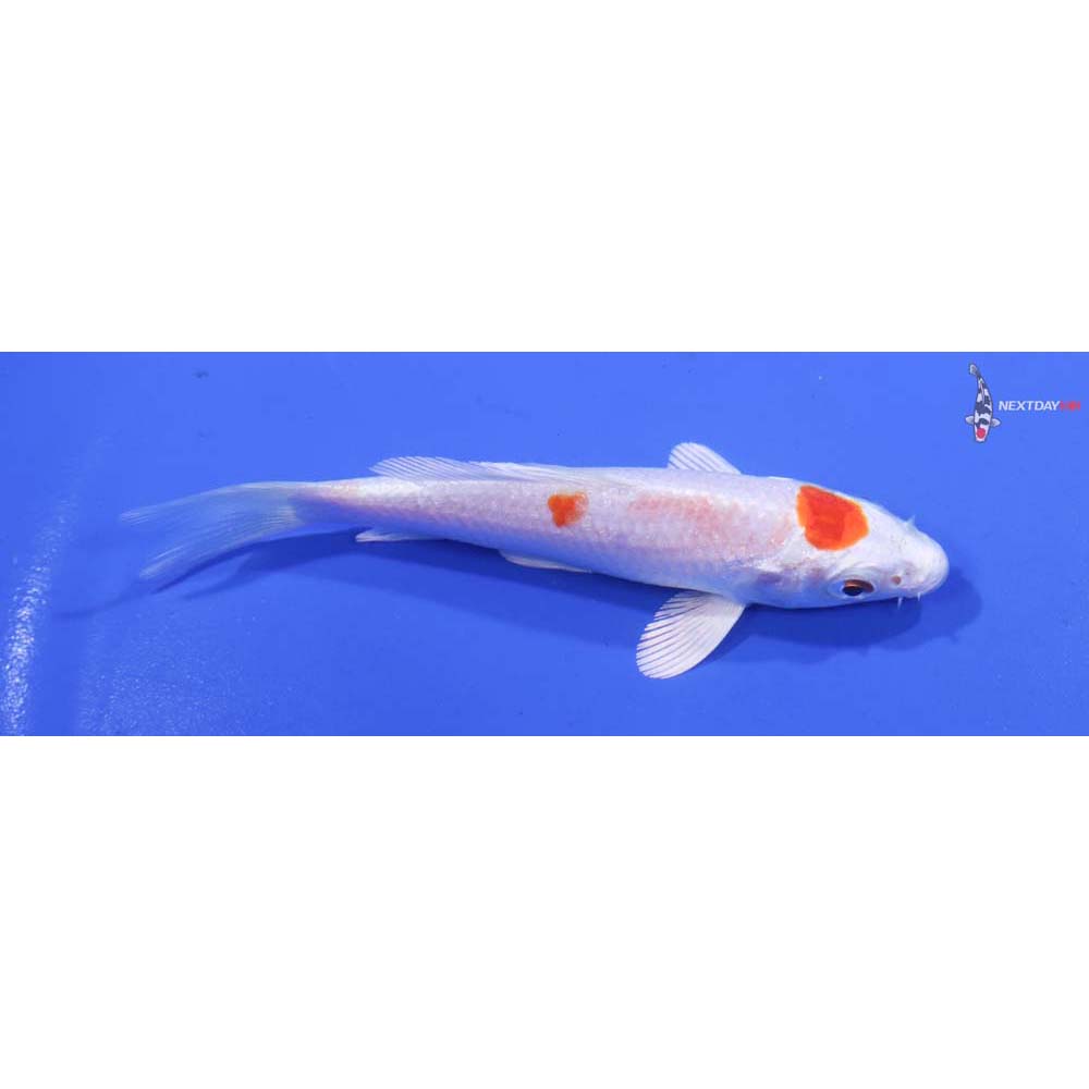 4” Imported Hariwake