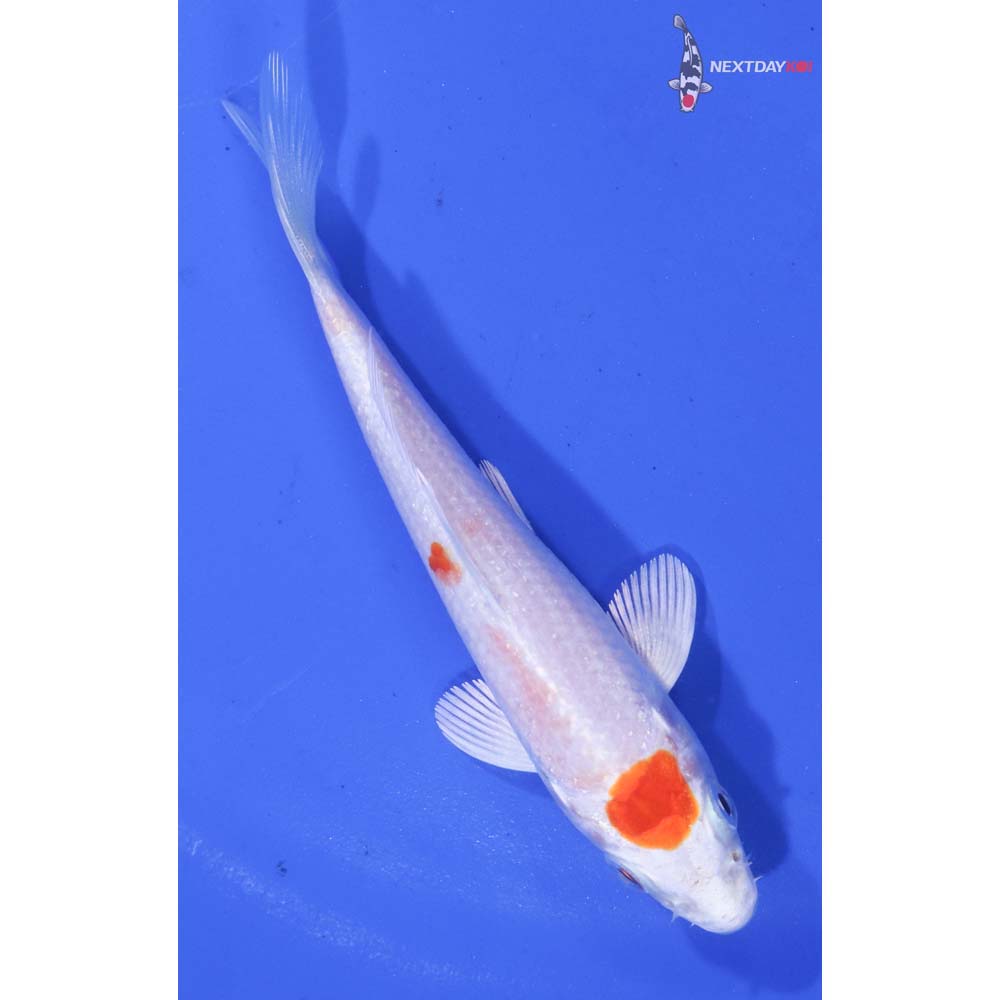 4” Imported Hariwake
