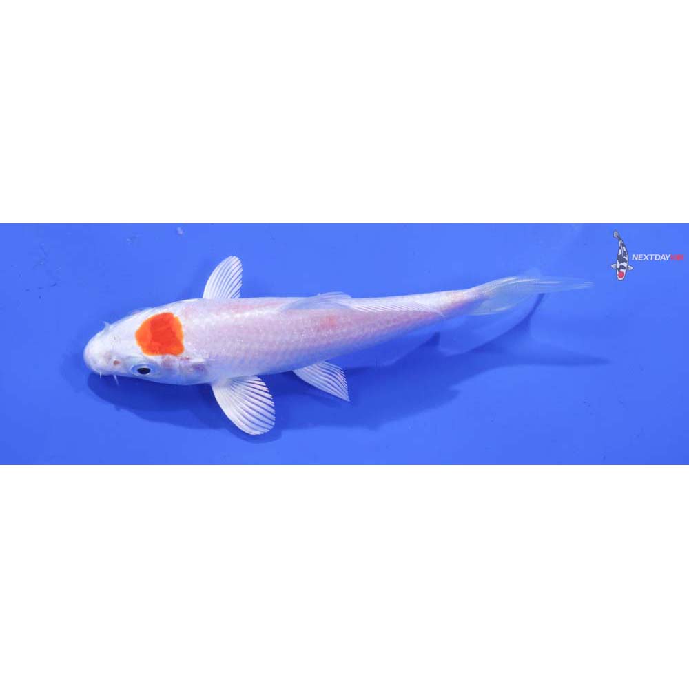 4” Imported Hariwake