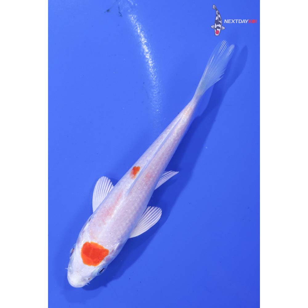 4” Imported Hariwake