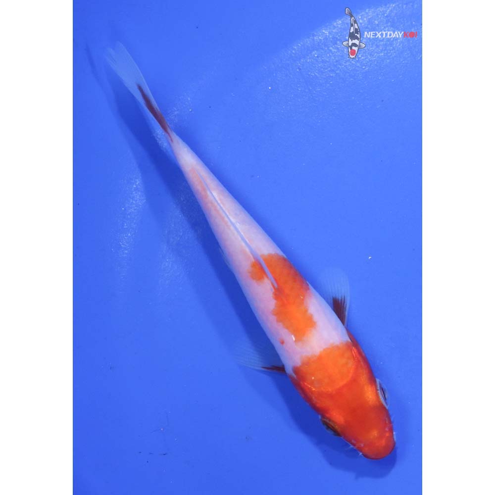 4” Imported Kohaku