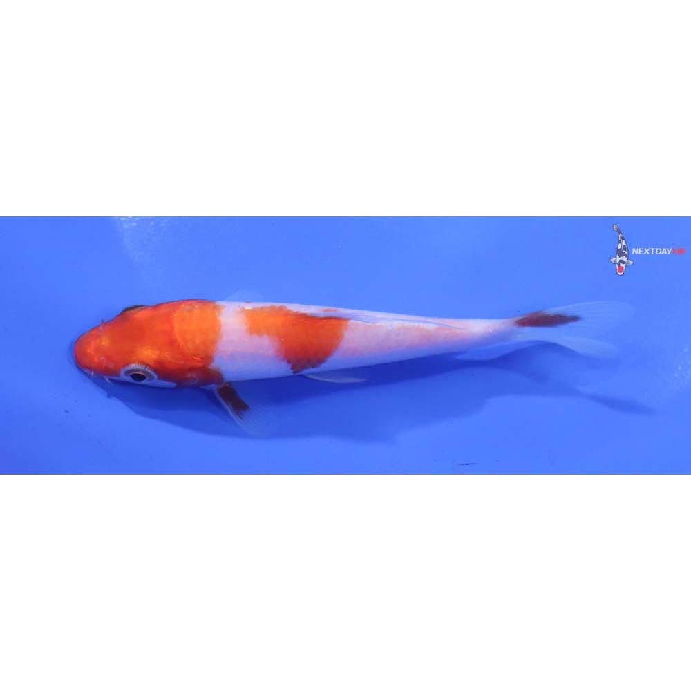 4” Imported Kohaku
