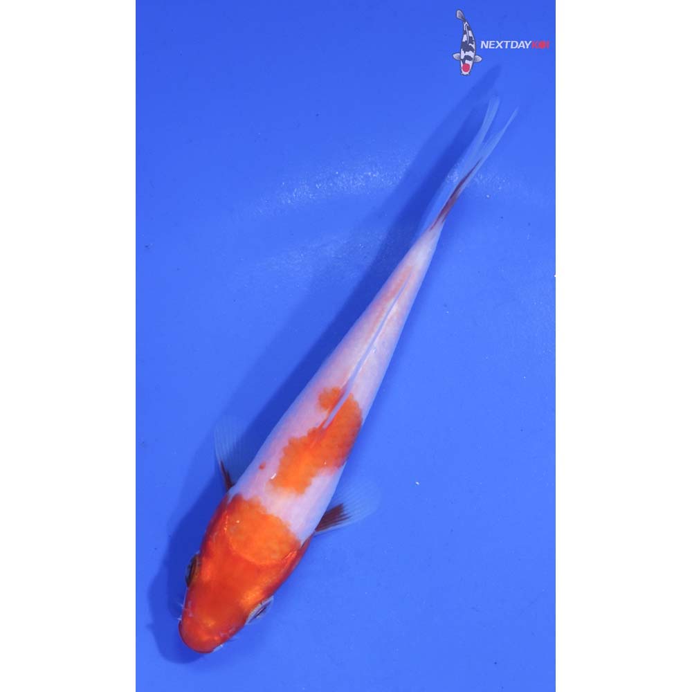 4” Imported Kohaku