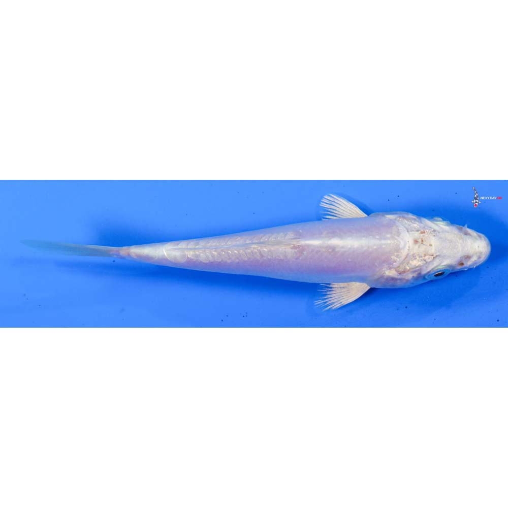 4” Imported Doitsu Platinum Ogon