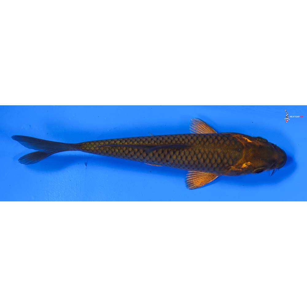 4” Imported Chagoi