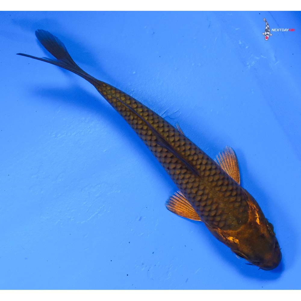 4” Imported Chagoi