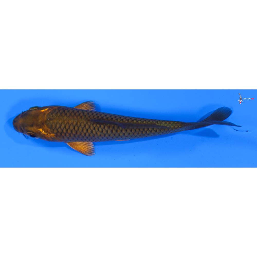 4” Imported Chagoi