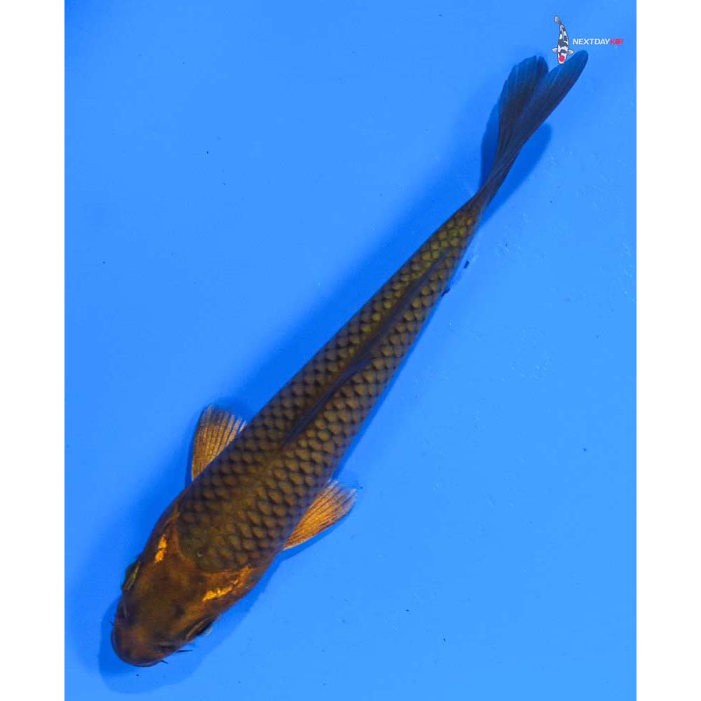 4” Imported Chagoi