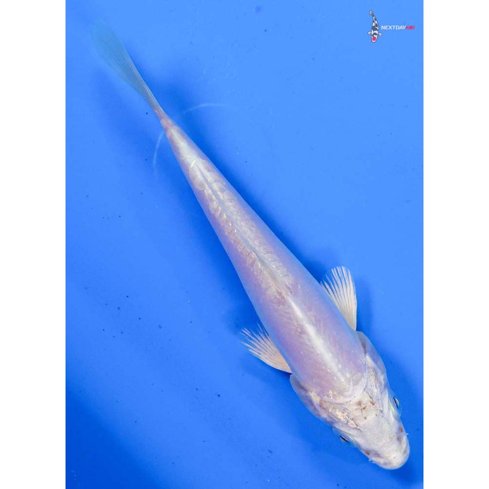 4” Imported Doitsu Platinum Ogon
