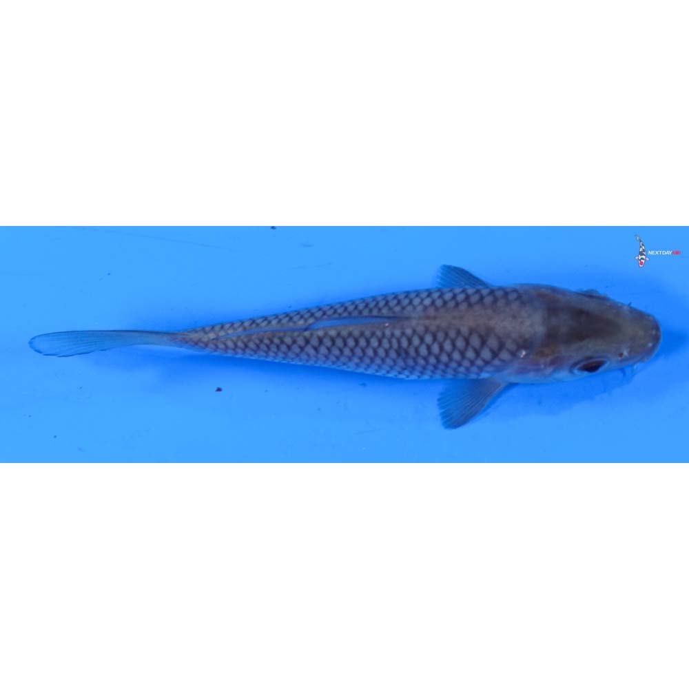 4.5” Imported Soragoi