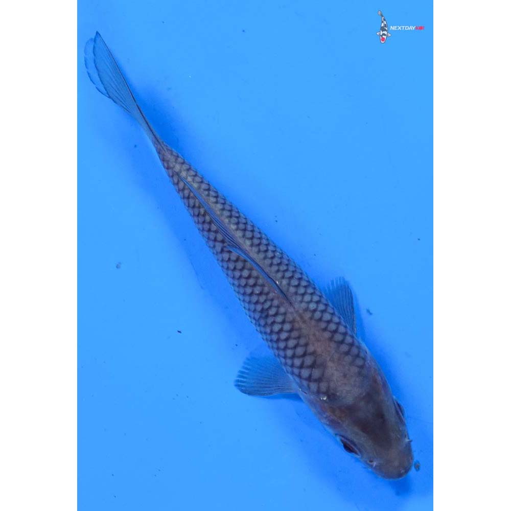 4.5” Imported Soragoi